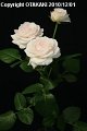 Rosa J-Honoka